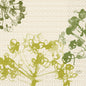 Abstrakcyjna ilustracja botaniczna z zielonymi i żółtymi kształtami na beżowym, strukturalnym, geometrycznym tle - przedstawiona na serwetkach Zellt.-Serv. 33 3lg 1/4 Green Umbles (250 serwetek) firmy Duni GmbH. "DUNE" pojawia się w małym owalu w prawym dolnym rogu.