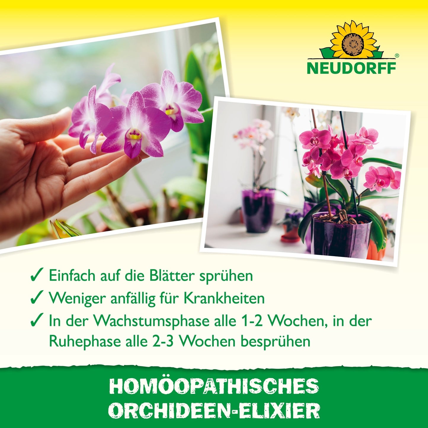 Dwa zdjęcia pokazują orchidee w doniczkach, jedna roślina jest spryskiwana homeopatycznym eliksirem do orchidei ze sklepu Neudorff. Zielone haki i niemiecki tekst podkreślają zalety tej pielęgnacji orchidei, widoczna jest marka u góry.
