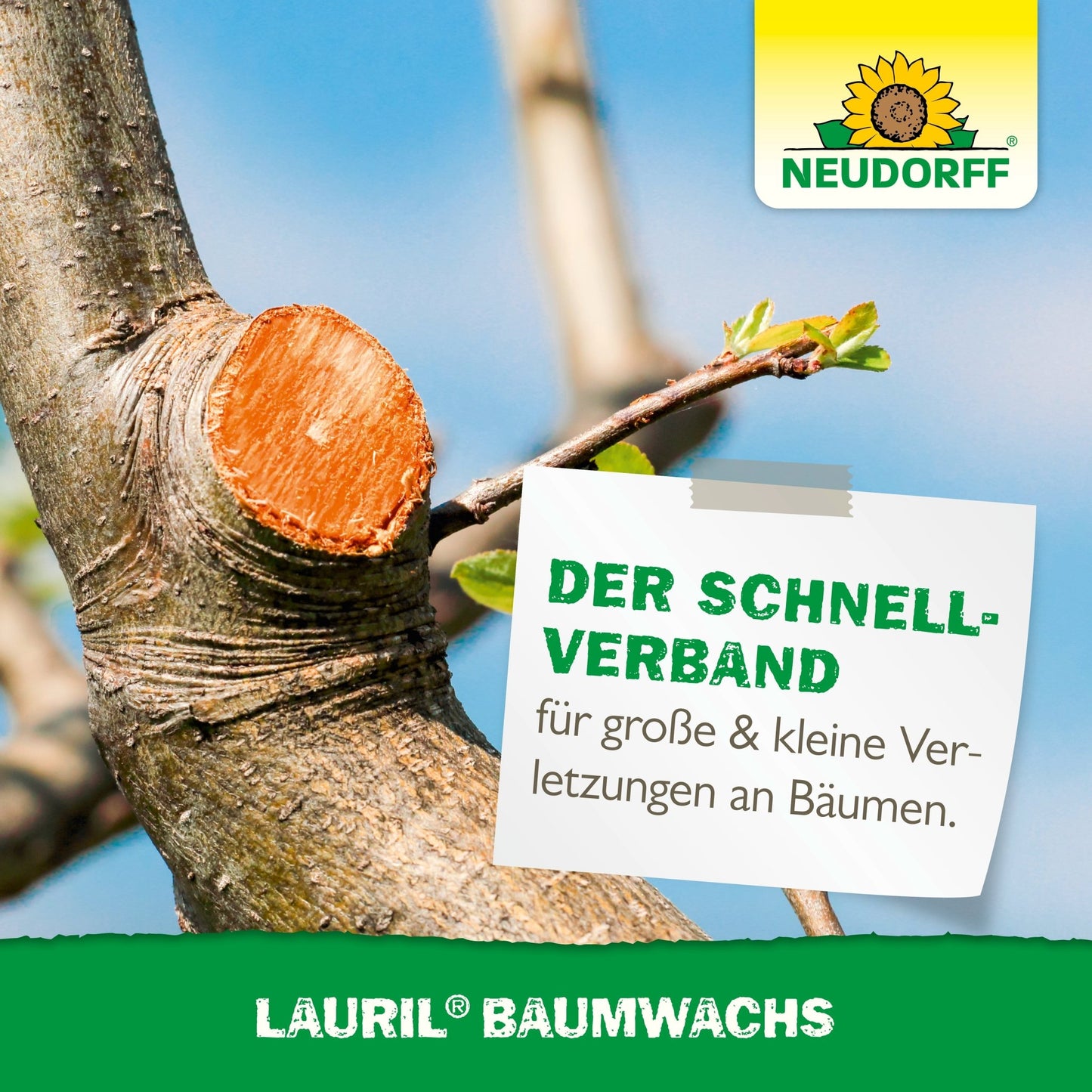 Świeżo przycięta gałąź drzewa jest traktowana Lauril Baumwachs. Logo Neudorff Shop podkreśla Lauril Baumwachs do zamykania ran drzew owocowych i pielęgnacji ran drzewnych.