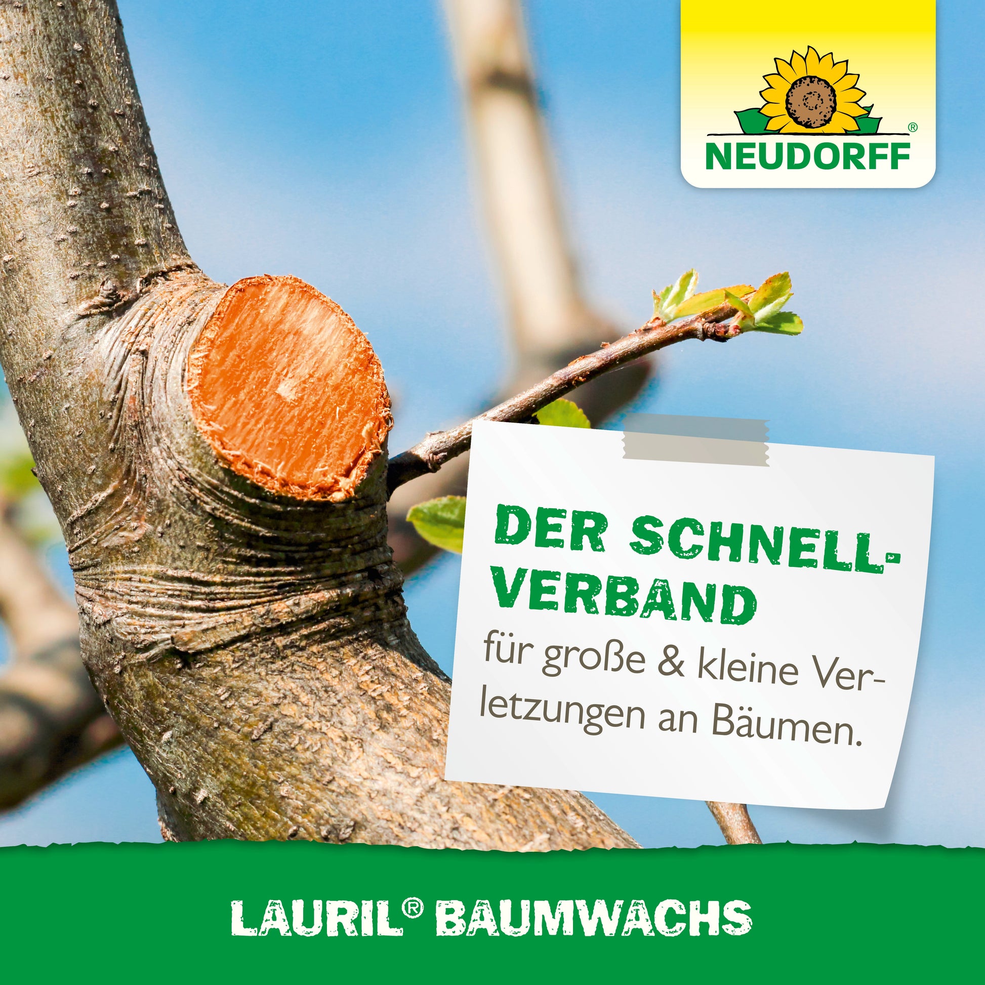 Ein frisch geschnittener Baumast wird mit Lauril Baumwachs behandelt. Das Logo des Neudorff Shops hebt Lauril Baumwachs zum Verschließen von Wunden an Obstbäumen und zur Pflege von Baumwunden hervor.