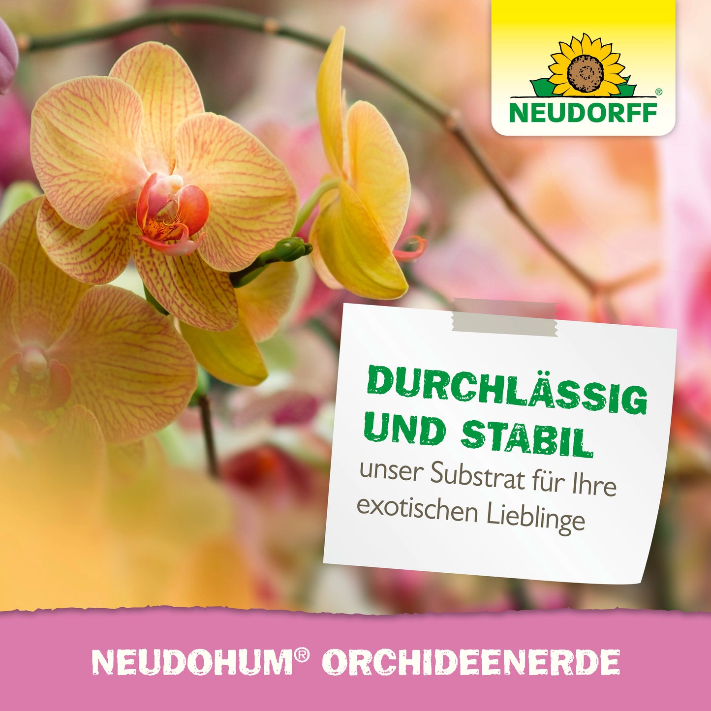 Eine Nahaufnahme von gelben und rosa Orchideen mit einem weißen Schild zeigt NeudoHum OrchideenErde aus dem Neudorff Shop. Oben rechts erscheint das Neudorff-Logo mit Sonnenblume. Ideale Tipps zum Umtopfen und für ein gesundes Orchideenwachstum.