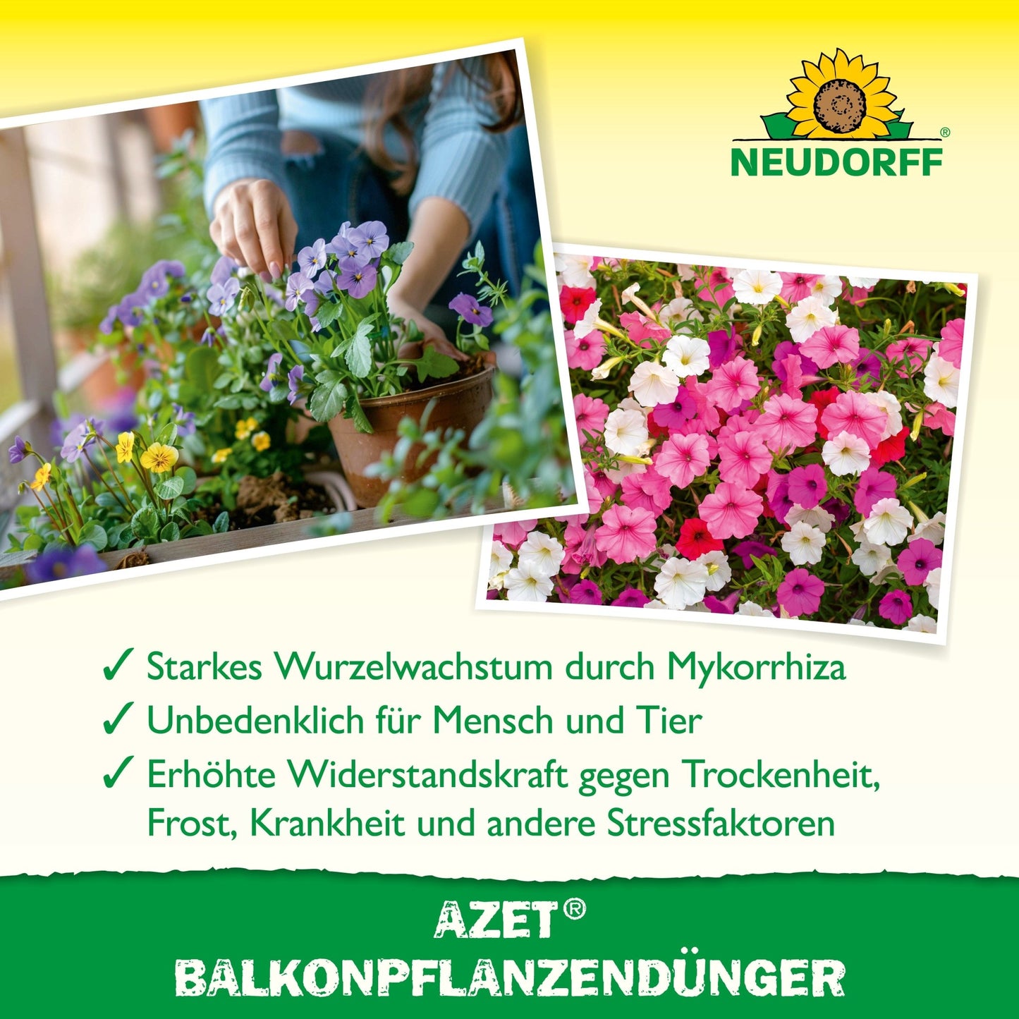 Osoba sadzi jaskrawe letnie kwiaty do doniczki. Obok widać zbliżenie kwitnących petunii. W tekście poniżej przedstawiono Azet BalkonpflanzenDünger z Neudorff Shop, organiczny nawóz pełny, idealny do skrzynek balkonowych.