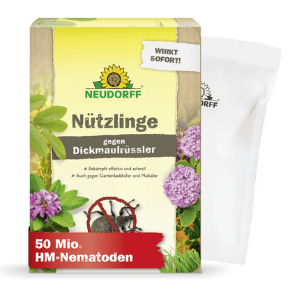 Eine Schachtel Neudorff Shop Nützlinge gegen Dickmaulrüssler zur Schädlingsbekämpfung, mit Blumen- und Käferbildern, ideal zur Bekämpfung von Schädlingen im Garten oder Engerlingen. Ein weißes Päckchen ist teilweise hinter der Schachtel sichtbar.